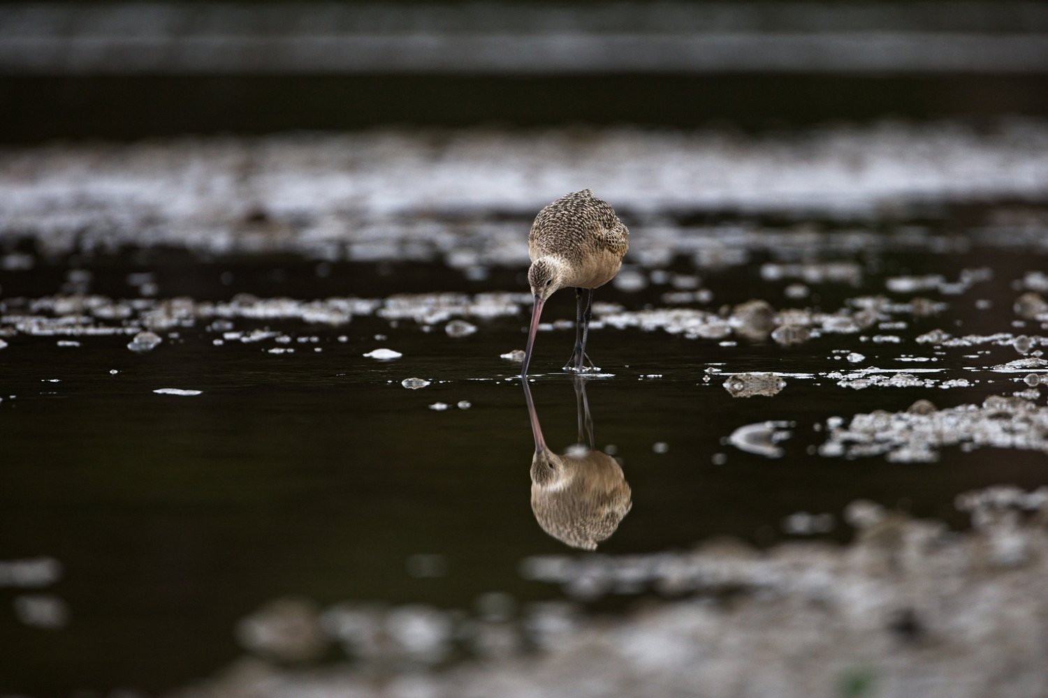 A long-legged wading bird, likely a godwit, stands in shallow water with its long, slender, downward-curving beak dipped into the surface, appearing to forage for food. The bird has mottled brown and tan plumage, and its reflection is clearly mirrored in the calm water below. Small patches of foam and bubbles float around the bird, while the blurred background suggests a wetland or tidal environment.